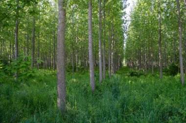 Kavak ağaçlı genç bir orman manzarası. Genç kavak ağaçlarıyla dolu yeşil bir orman, sabah güneşiyle aydınlanıyor..