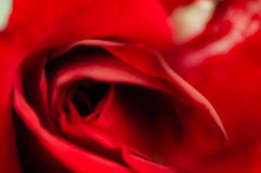 A blooming red rose. Red rose backround - beautiful flower closeup.