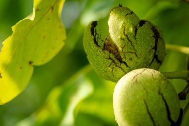 Green unripe walnuts hang on a branch. Green leaves and unripe walnut. Fruits of a walnut.