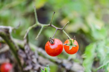 Kırmızı ve yeşil organik domatesler hasat bekleyen bir bahçede domates asmasında yetişiyor..