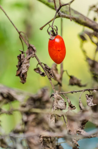 Red Green Organic Cherry Tomatoes Growing Tomato Vine Garden Awaiting — Fotografia de Stock