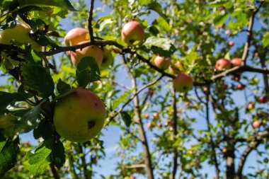 Olgun kırmızı meyveli elma ağacı. Ağacın tepesindeki olgun elma meyveleri toplanmaya hazır..