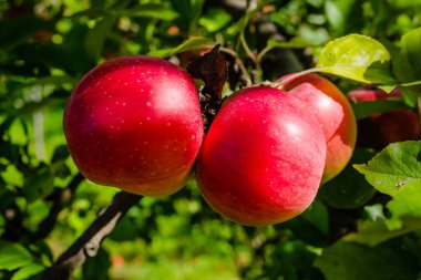 Olgun kırmızı meyveli elma ağacı. Ağacın tepesindeki olgun elma meyveleri toplanmaya hazır..