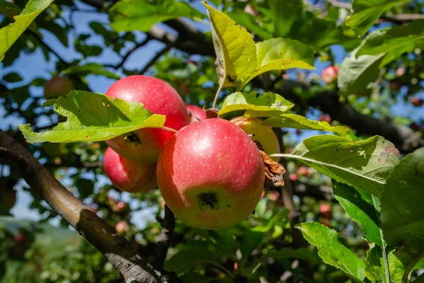 Jabłoń Dojrzałymi Czerwonymi Owocami Dojrzałe Owoce Jabłoni Koronie Drzewa Gotowe — Zdjęcie stockowe