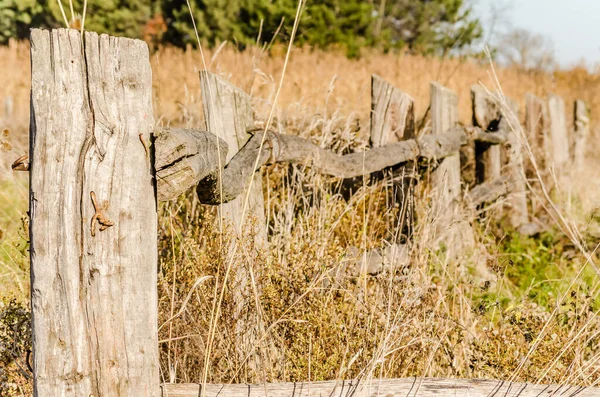 Régi Kerítés Túlnőtt Sárga Őszi Vidéki — Stock Fotó