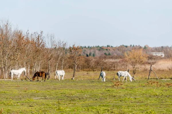 Sonbahar Otlaklarında Çitli Bir Alanda Atlar — Stok fotoğraf