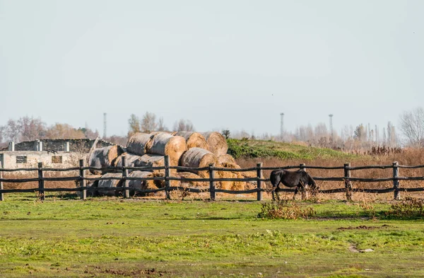 Sonbahar Otlaklarında Çitli Bir Alanda Atlar — Stok fotoğraf