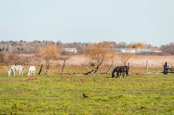 Caballos Una Zona Vallada Pastoreo Otoño —  Fotos de Stock