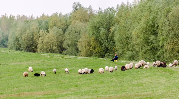 秋にはフィールドに羊の放牧の群れ 森の前で — ストック写真