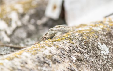 Küçük bir kertenkele otların arasına saklanmış, yakın planda, doğal ortamında.