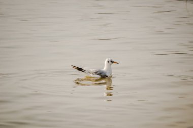 Sırbistan 'da Tuna Nehri deltasındaki sudaki bir martı.