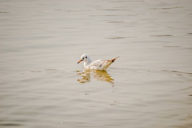 Sırbistan 'da Tuna Nehri deltasındaki sudaki bir martı.