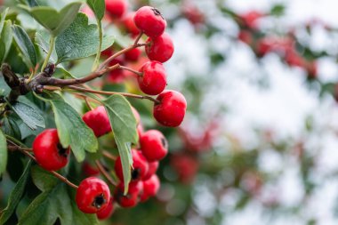 Bir sürü meyveli Crataegus monogyna ağacı. Crataegus coccinea sağlıklı ve süslü parlak kırmızı meyveler, yeşil yapraklı güzel ağaç dalları.