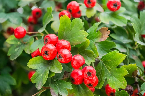 Crataegus Monogyna Arbre Avec Tant Fruits Crataegus Coccinea Fruits Rouges — Photo