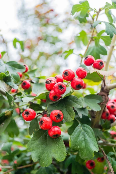 Crataegus Monogyna Arbre Avec Tant Fruits Crataegus Coccinea Fruits Rouges — Photo