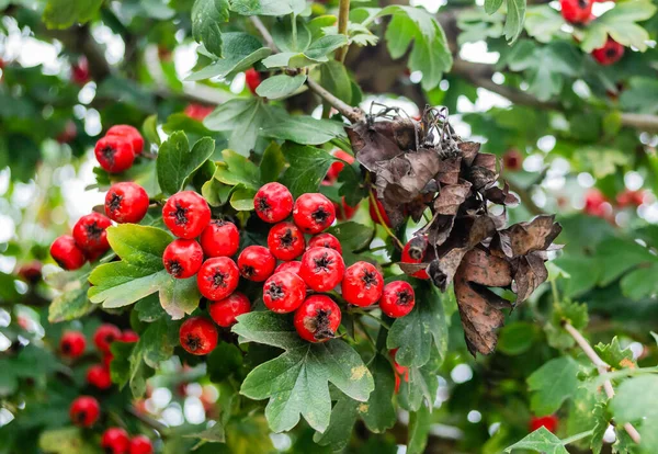 Árbol Crataegus Monogyna Con Tantos Frutos Crataegus Coccinea Frutos Rojos —  Fotos de Stock