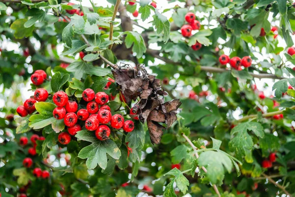 Crataegus Monogyna Árvore Com Tantas Frutas Crataegus Coccinea Frutos Vermelhos — Fotografia de Stock