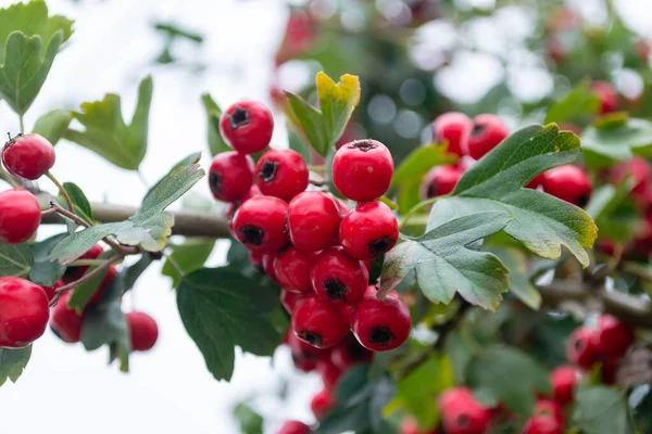 Crataegus Monogyna Arbre Avec Tant Fruits Crataegus Coccinea Fruits Rouges — Photo