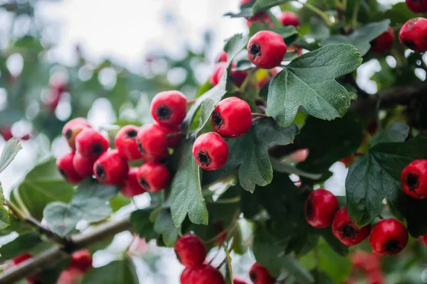 Crataegus Monogyna Arbre Avec Tant Fruits Crataegus Coccinea Fruits Rouges — Photo