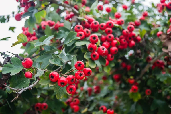 Crataegus Monogyna Arbre Avec Tant Fruits Crataegus Coccinea Fruits Rouges — Photo