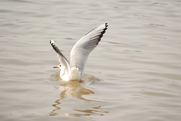 Sırbistan Tuna Nehri Deltasındaki Sudaki Bir Martı — Stok fotoğraf