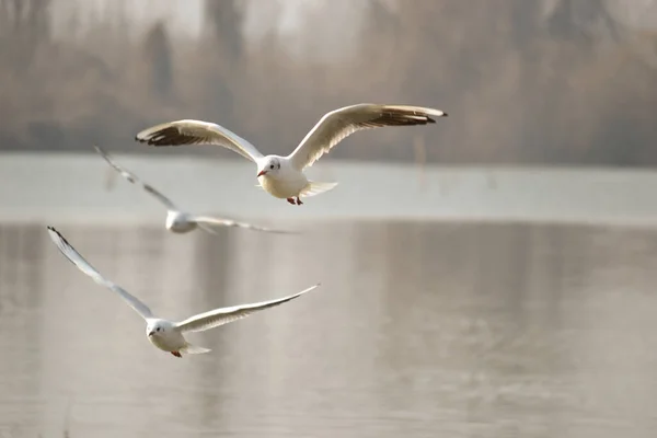 Tuna Nehri Nin Yüzeyinde Bir Martı — Stok fotoğraf