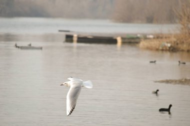Tuna Nehri 'nin su yüzeyinde bir martı..