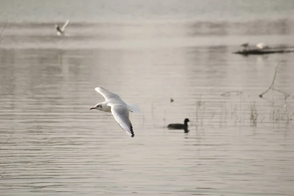 Uma Gaivota Rio Acima Superfície Água Rio Danúbio — Fotografia de Stock