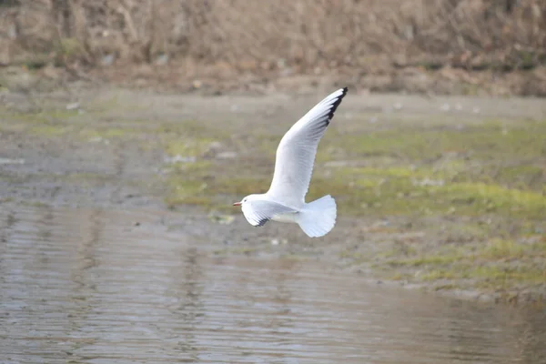 Tuna Nehri Nin Yüzeyinde Bir Martı — Stok fotoğraf