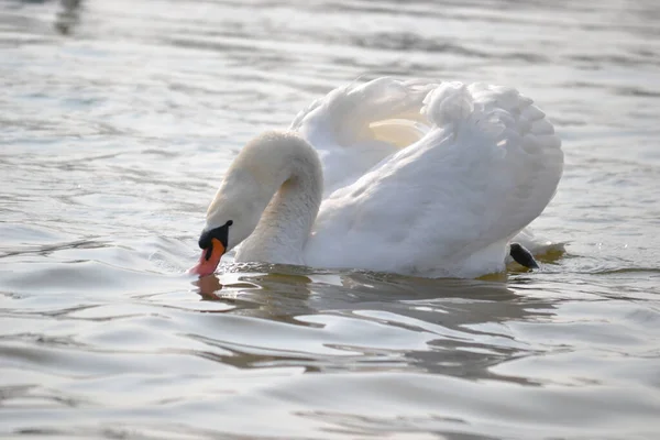 White Swan Glides Water Lit Morning Sun — Stock Photo, Image