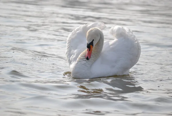 Cisne Branco Desliza Sobre Água Iluminada Pelo Sol Manhã — Fotografia de Stock