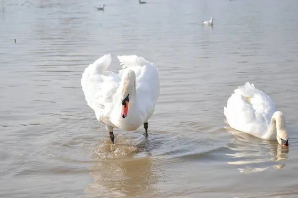 Par Cisnes Brancos Margem Lago Par Cisnes Brancos Margem Lago — Fotografia de Stock