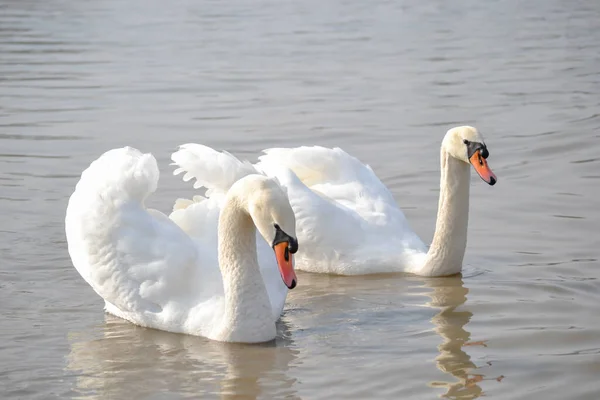 Pair White Swans Floats Water Pair White Swans Glide Water — Stock Photo, Image