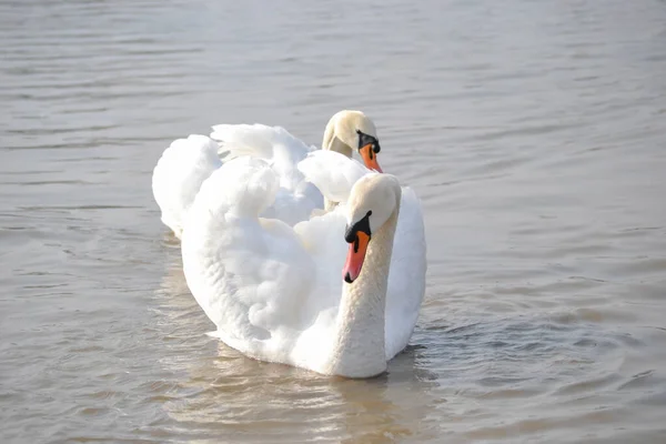 Пара Белых Лебедей Плавает Воде Пара Белых Лебедей Скользит Воде — стоковое фото