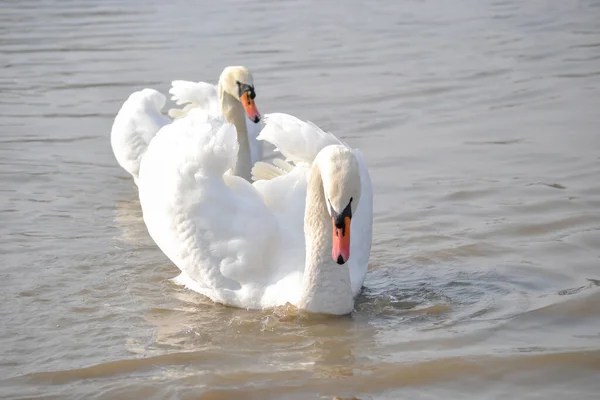 Par Cisnes Blancos Flotan Agua Par Cisnes Blancos Deslizan Por — Foto de Stock