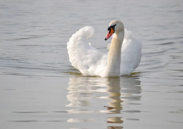 Cigno Bianco Scivola Sull Acqua Illuminata Dal Sole Del Mattino — Foto Stock