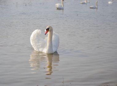 Sabah güneşi altında beyaz bir kuğu suda süzülüyor..