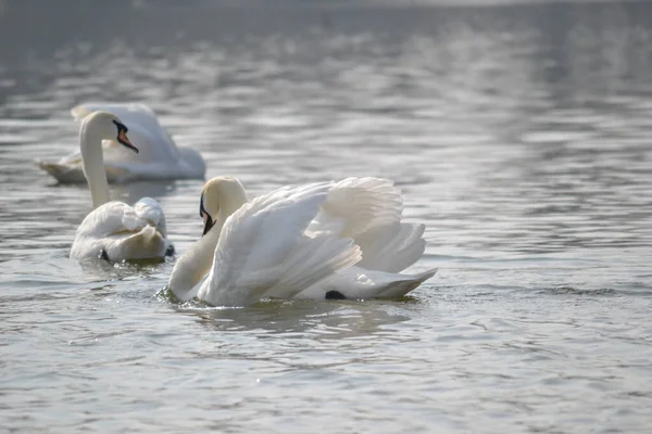 Par Cisnes Brancos Flutua Água Par Cisnes Brancos Deslizam Através — Fotografia de Stock