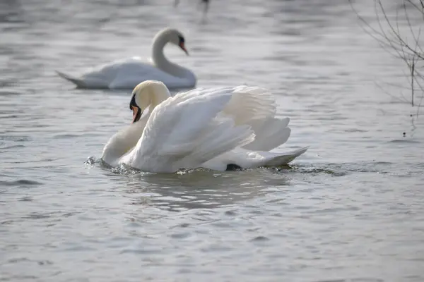 Par Cisnes Brancos Flutua Água Par Cisnes Brancos Deslizam Através — Fotografia de Stock