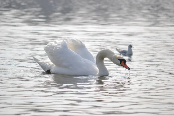 Cisne Branco Desliza Sobre Água Iluminada Pelo Sol Manhã — Fotografia de Stock