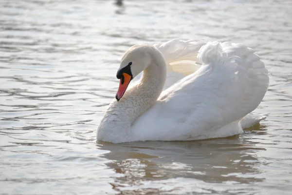 White Swan Glides Water Lit Morning Sun — Stock Photo, Image