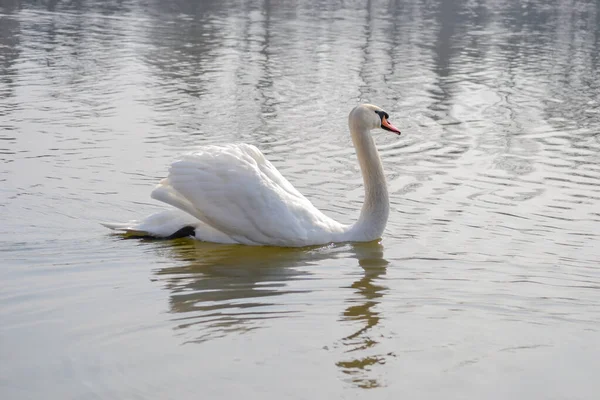 Cigno Bianco Scivola Sull Acqua Illuminata Dal Sole Del Mattino — Foto Stock