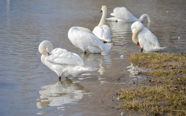 Cisnes Brancos Margem Lago Cisnes Brancos Margem Lago Iluminado Pelo — Fotografia de Stock