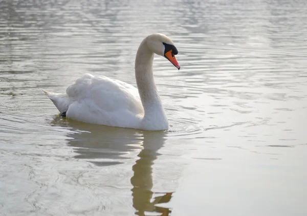 Bílá Labuť Klouže Vodě Osvětlené Ranním Sluncem — Stock fotografie