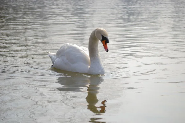 White Swan Glides Water Lit Morning Sun — Stock Photo, Image