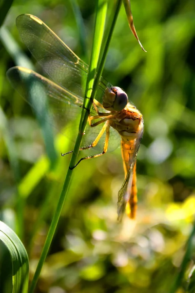 Eine Gelbe Libelle Stützt Ihre Flügel Auf Die Spitze Eines — Stockfoto