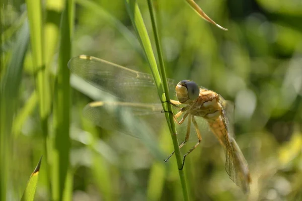 Une Libellule Jaune Repose Ses Ailes Sur Bout Brin Herbe — Photo