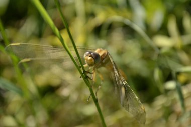 Sarı bir yusufçuk kanatlarını bir çimen yaprağının ucunda dinlendirir.