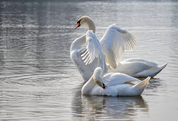 Cisnes Brancos Margem Lago Cisnes Brancos Margem Lago Iluminado Pelo — Fotografia de Stock