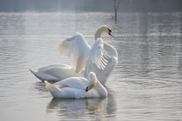Cisnes Brancos Margem Lago Cisnes Brancos Margem Lago Iluminado Pelo — Fotografia de Stock